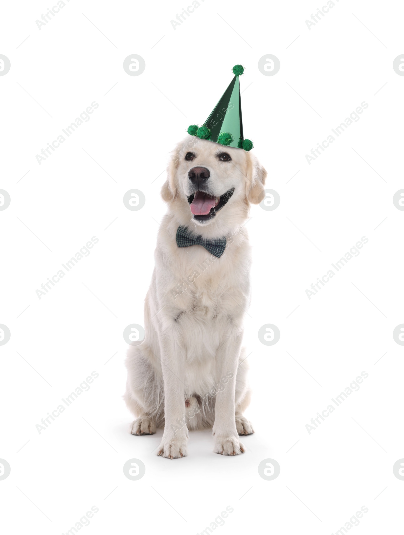 Image of Cute Golden Retriever dog with party hat and bow tie on white background