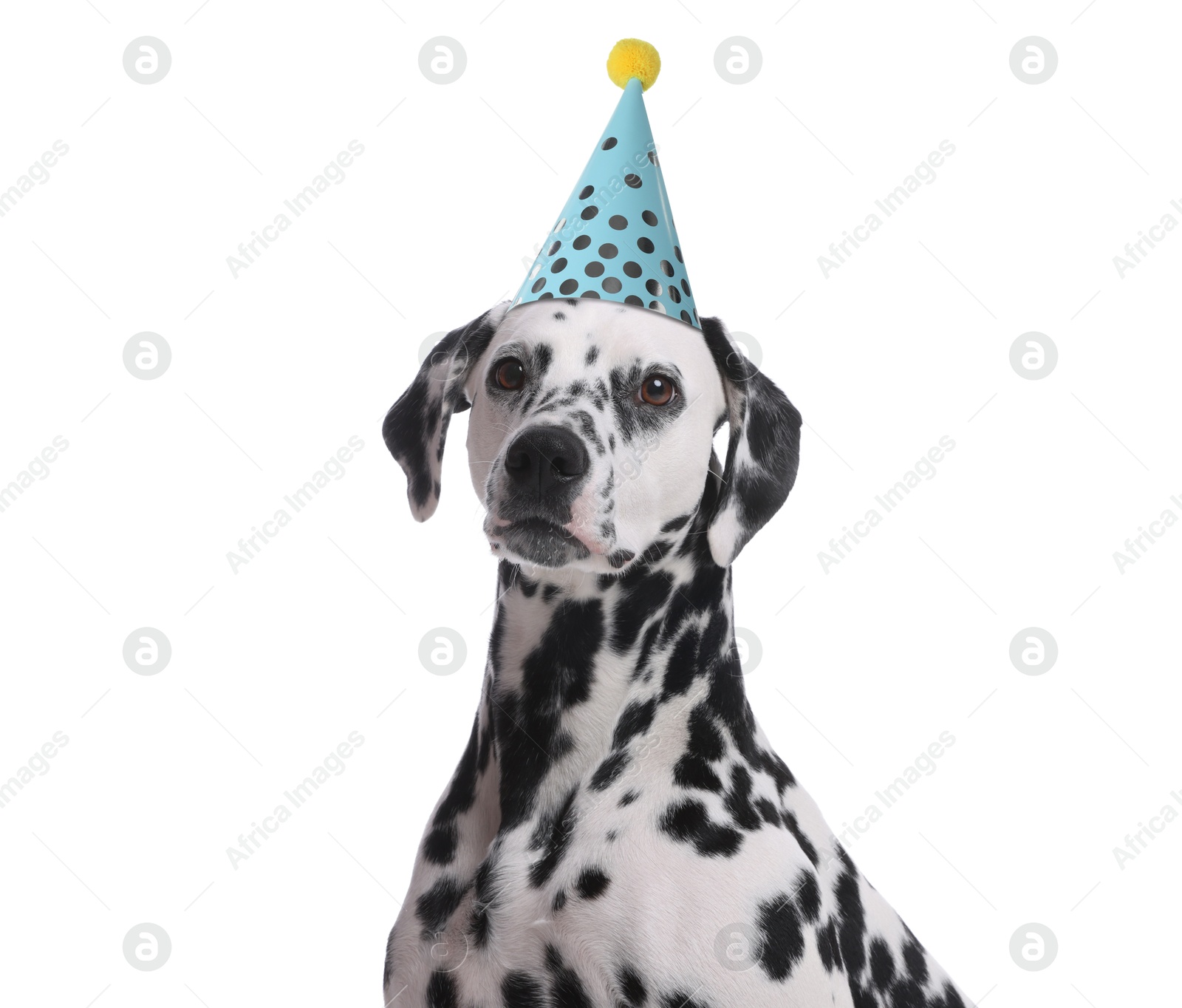 Image of Cute Dalmatian dog with party hat on white background