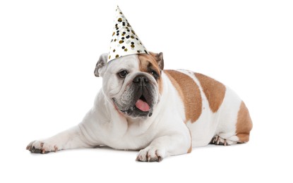 Cute English bulldog with party hat on white background