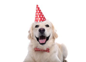 Cute Golden Retriever dog with party hat and bow tie on white background