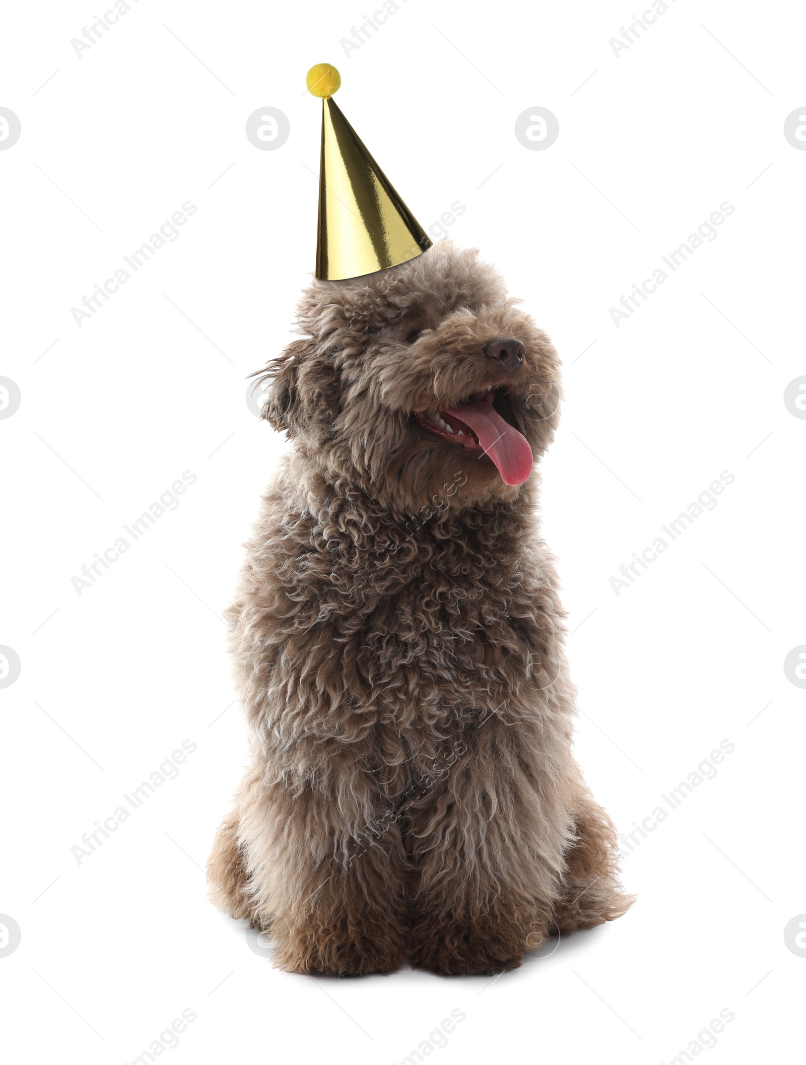 Image of Cute dog with party hat on white background