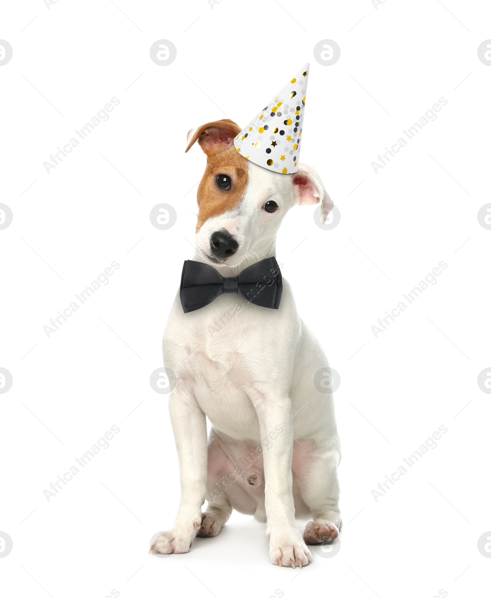 Image of Cute Jack Russell terrier dog with party hat and bow tie on white background