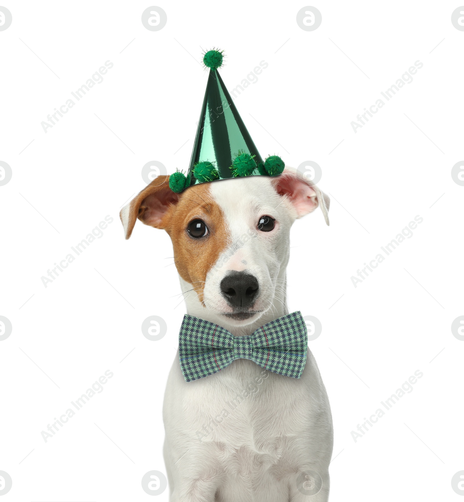 Image of Cute Jack Russell terrier dog with party hat and bow tie on white background