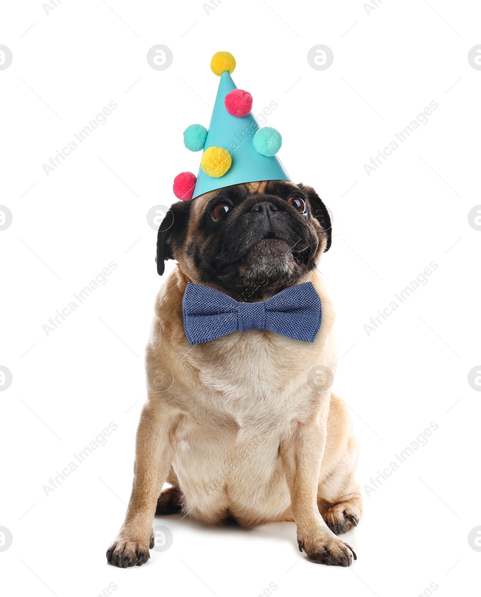 Image of Cute Pug dog with party hat and bow tie on white background