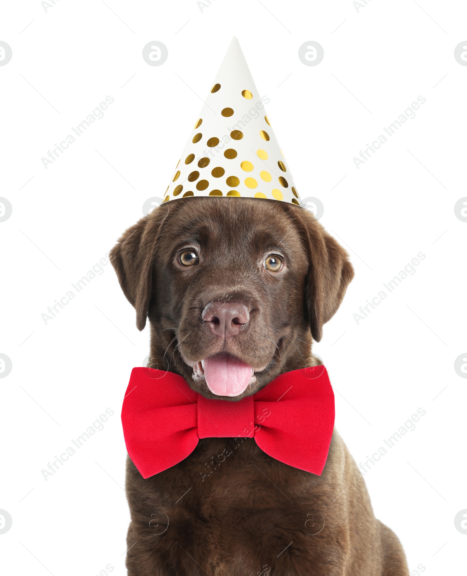 Image of Cute Labrador puppy with party hat and bow tie on white background