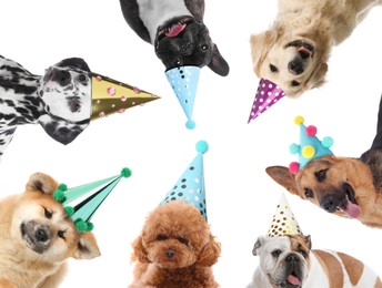 Many different animals with party hats on white background, collage