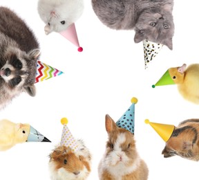 Many different animals with party hats on white background, collage