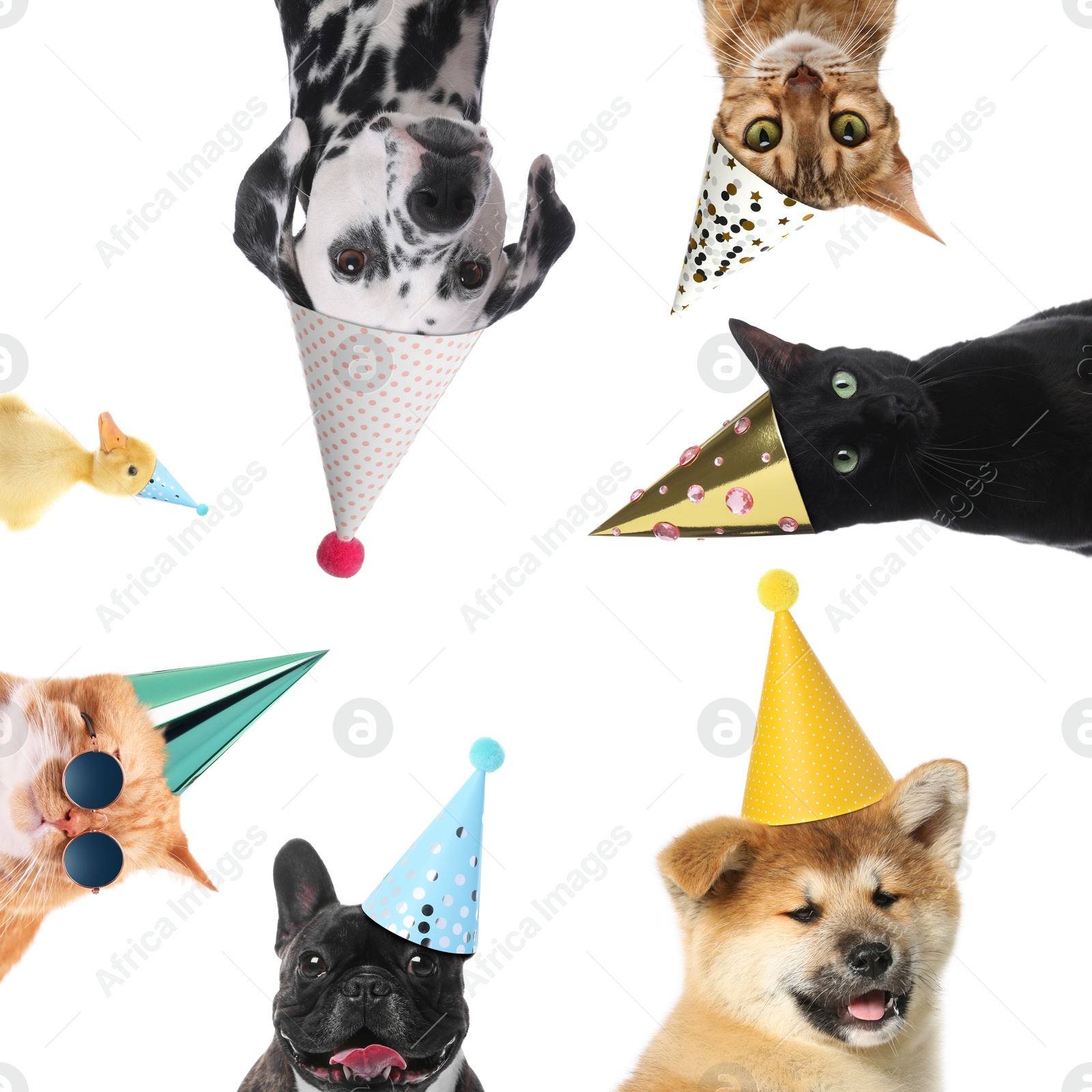 Image of Many different animals with party hats on white background, collage