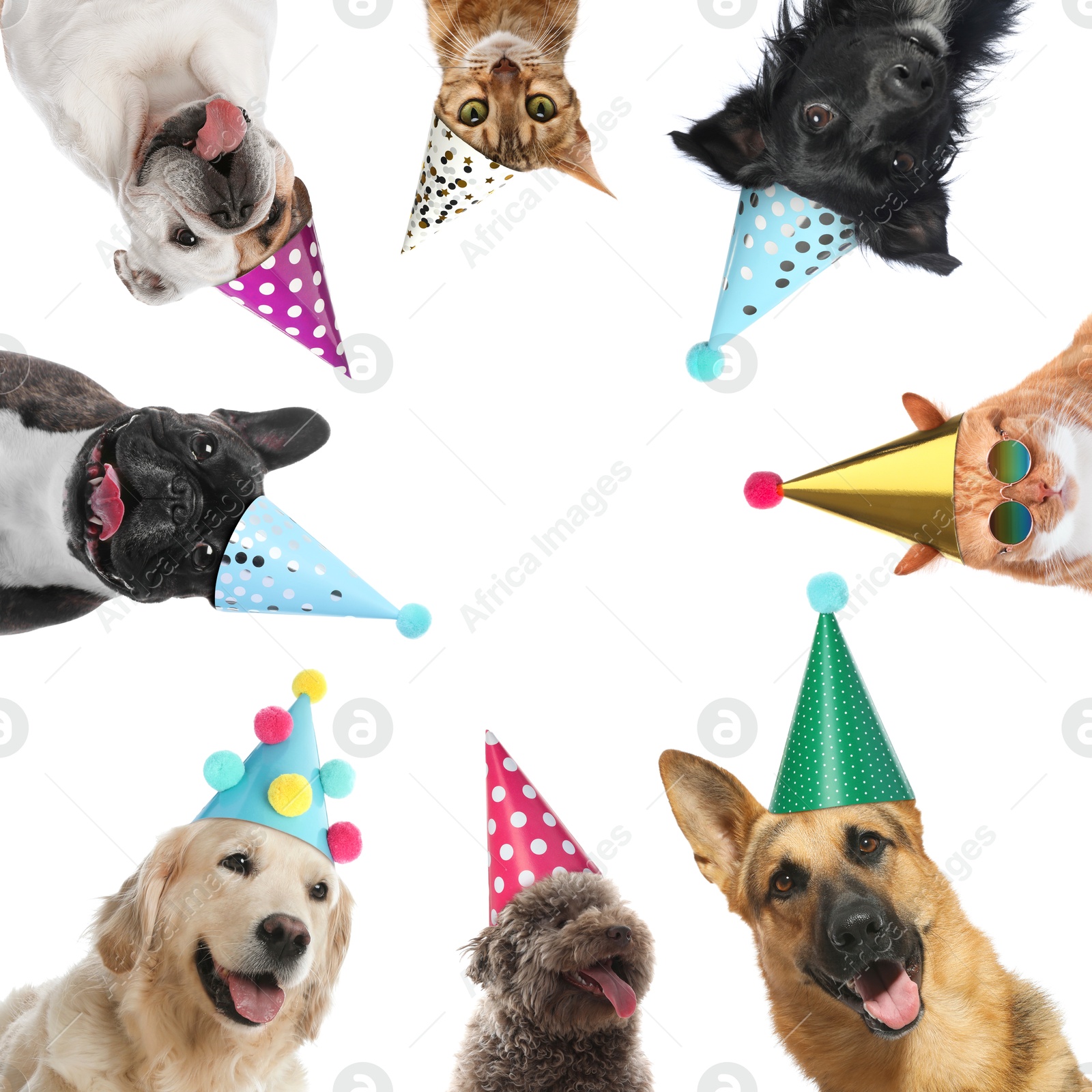 Image of Many different animals with party hats on white background, collage