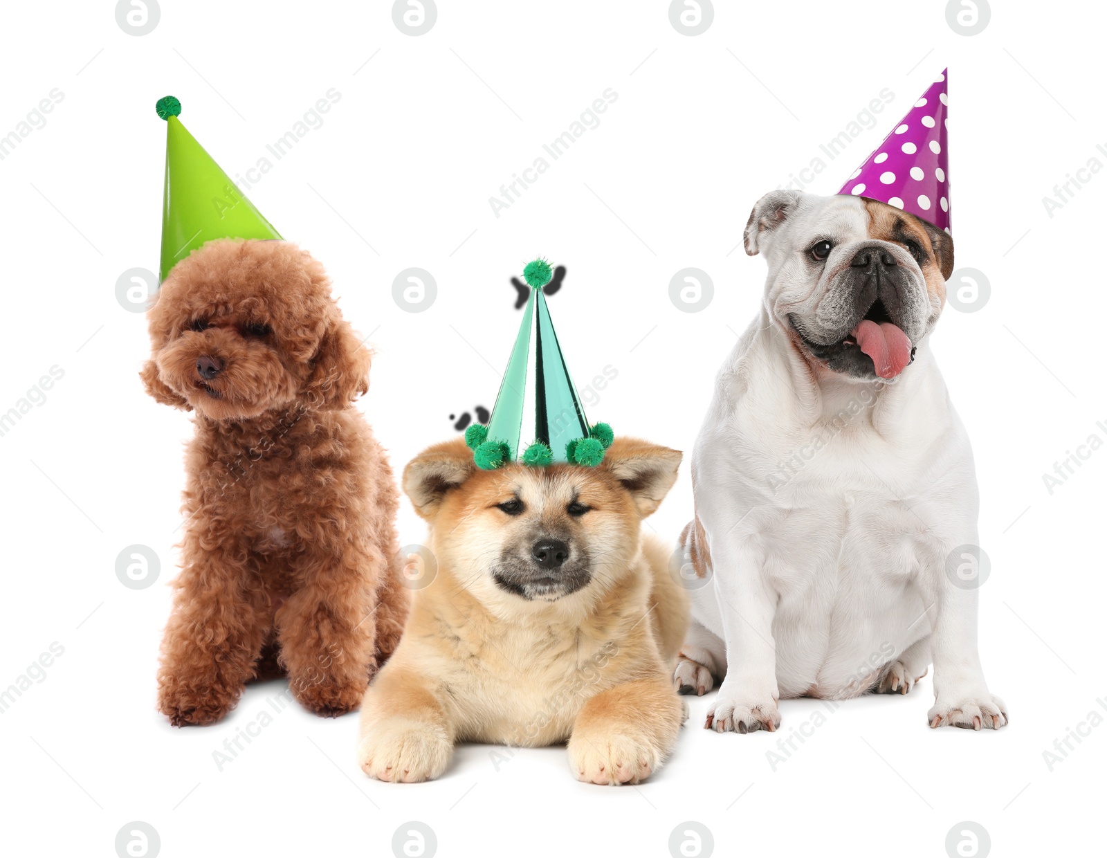 Image of Many different animals with party hats on white background