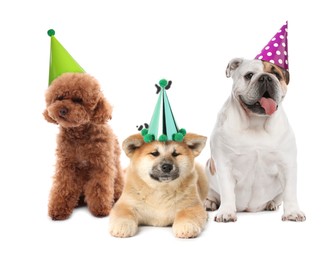 Image of Many different animals with party hats on white background