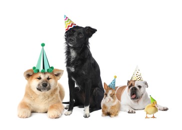 Image of Many different animals with party hats on white background