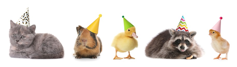 Image of Many different animals with party hats on white background