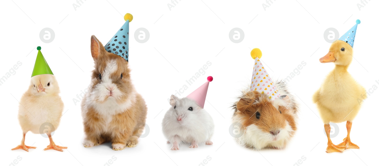 Image of Many different animals with party hats on white background