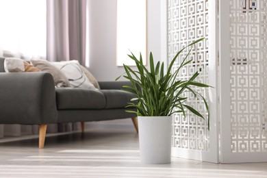 Photo of White folding screen, green houseplant and sofa in living room