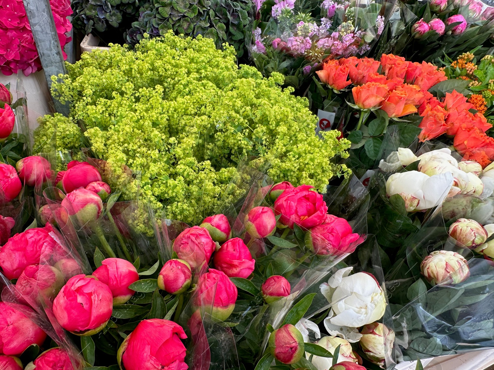 Photo of Assortment of beautiful flowers in floral shop, closeup