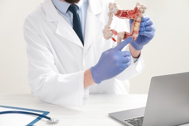 Photo of Doctor with model of large intestine at white wooden table, closeup
