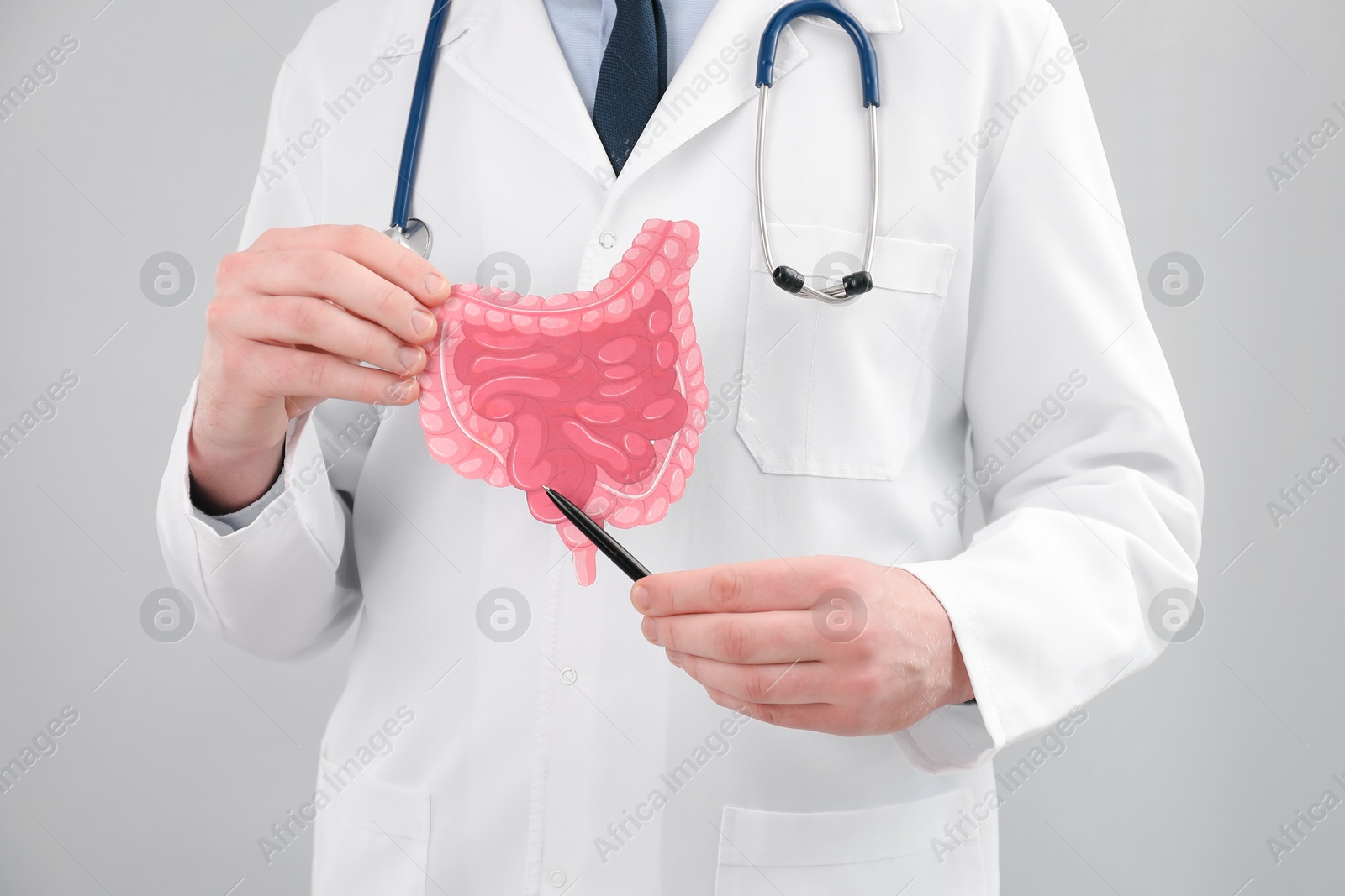 Photo of Doctor showing paper intestine cutout on grey background, closeup