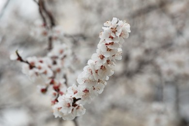 Beautiful apricot tree branch with tiny tender flowers outdoors. Awesome spring blossom