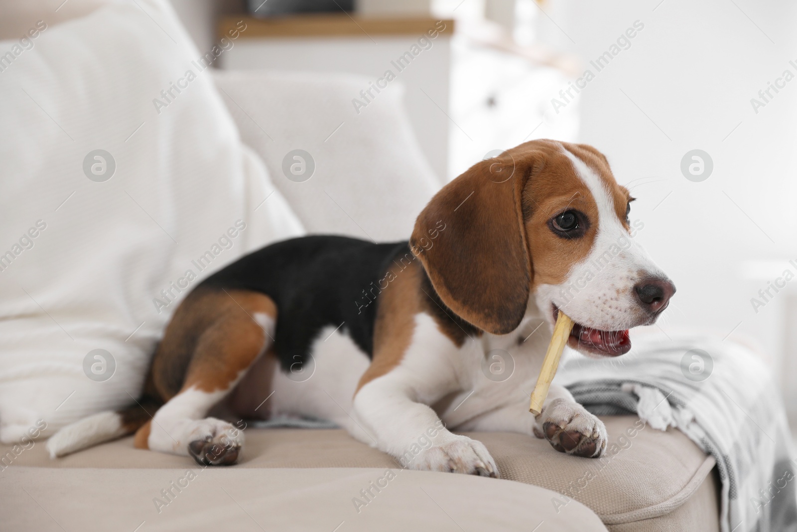 Photo of Cute Beagle puppy with stick on sofa indoors. Adorable pet