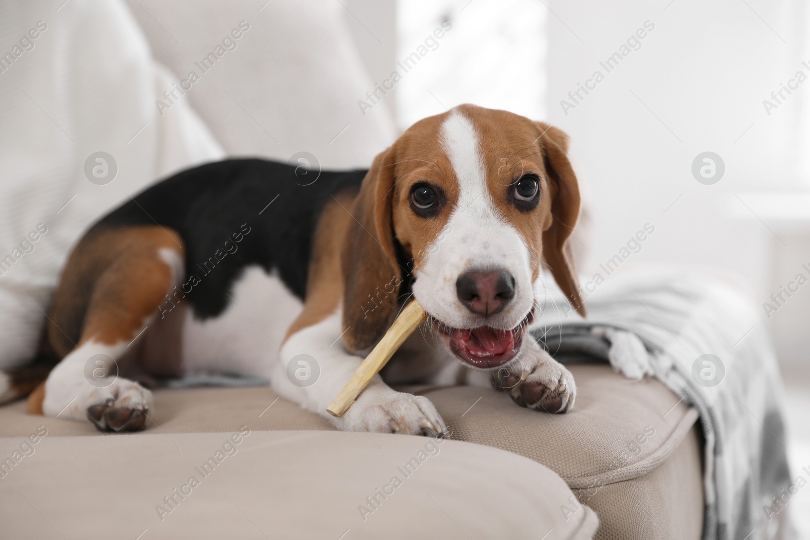 Photo of Cute Beagle puppy with stick on sofa indoors. Adorable pet