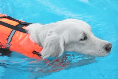Photo of Dog rescuer wearing life vest swimming in pool outdoors, closeup