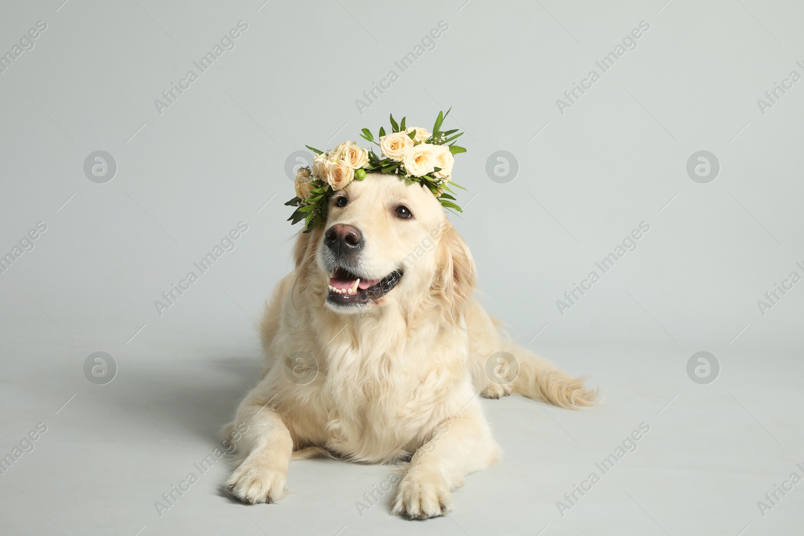 Photo of Adorable golden Retriever wearing wreath made of beautiful flowers on grey background