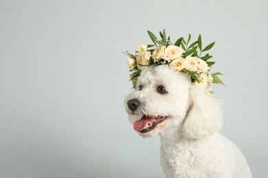 Adorable Bichon wearing wreath made of beautiful flowers on grey background. Space for text