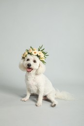 Adorable Bichon wearing wreath made of beautiful flowers on grey background