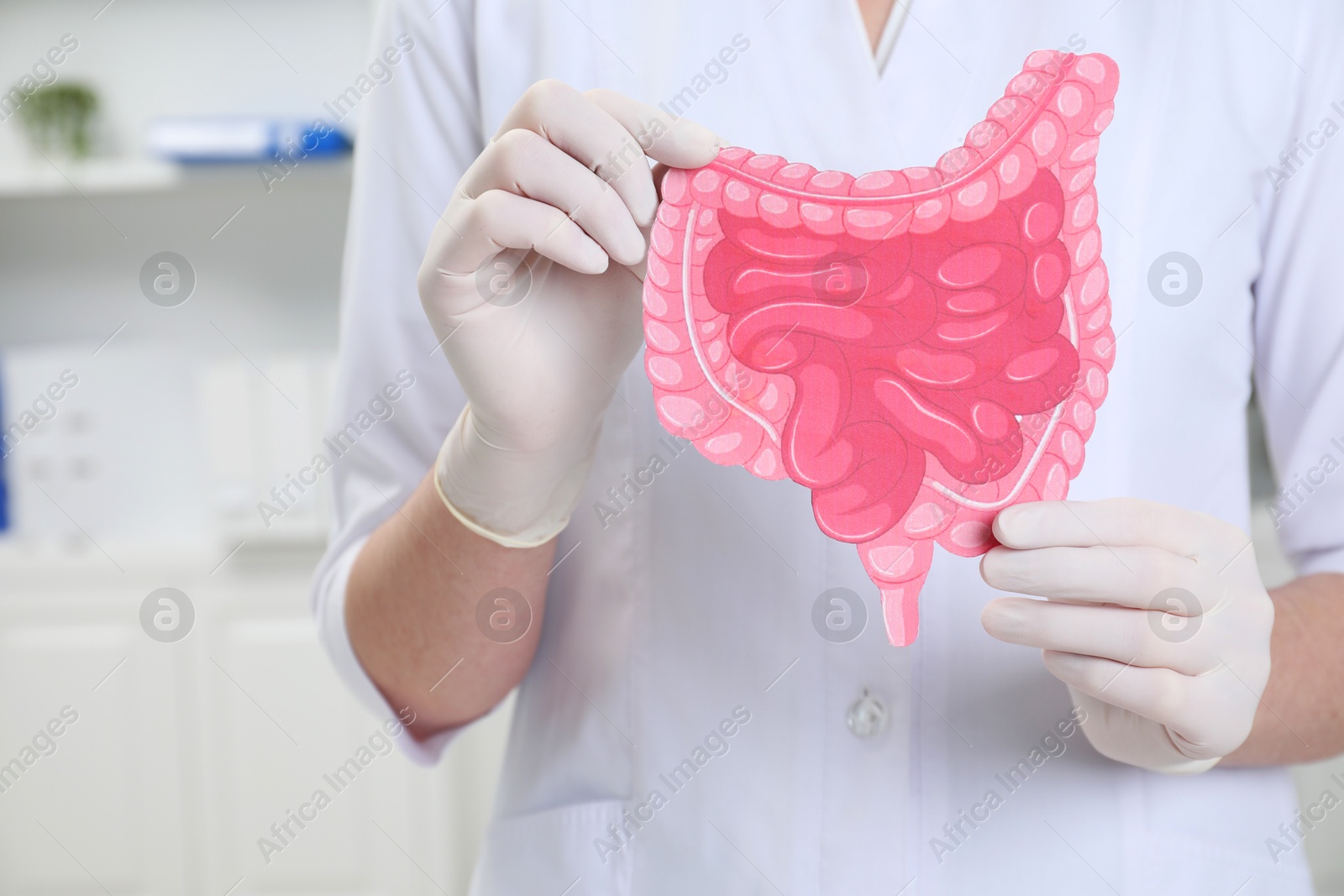 Photo of Doctor with paper intestine cutout in clinic, closeup