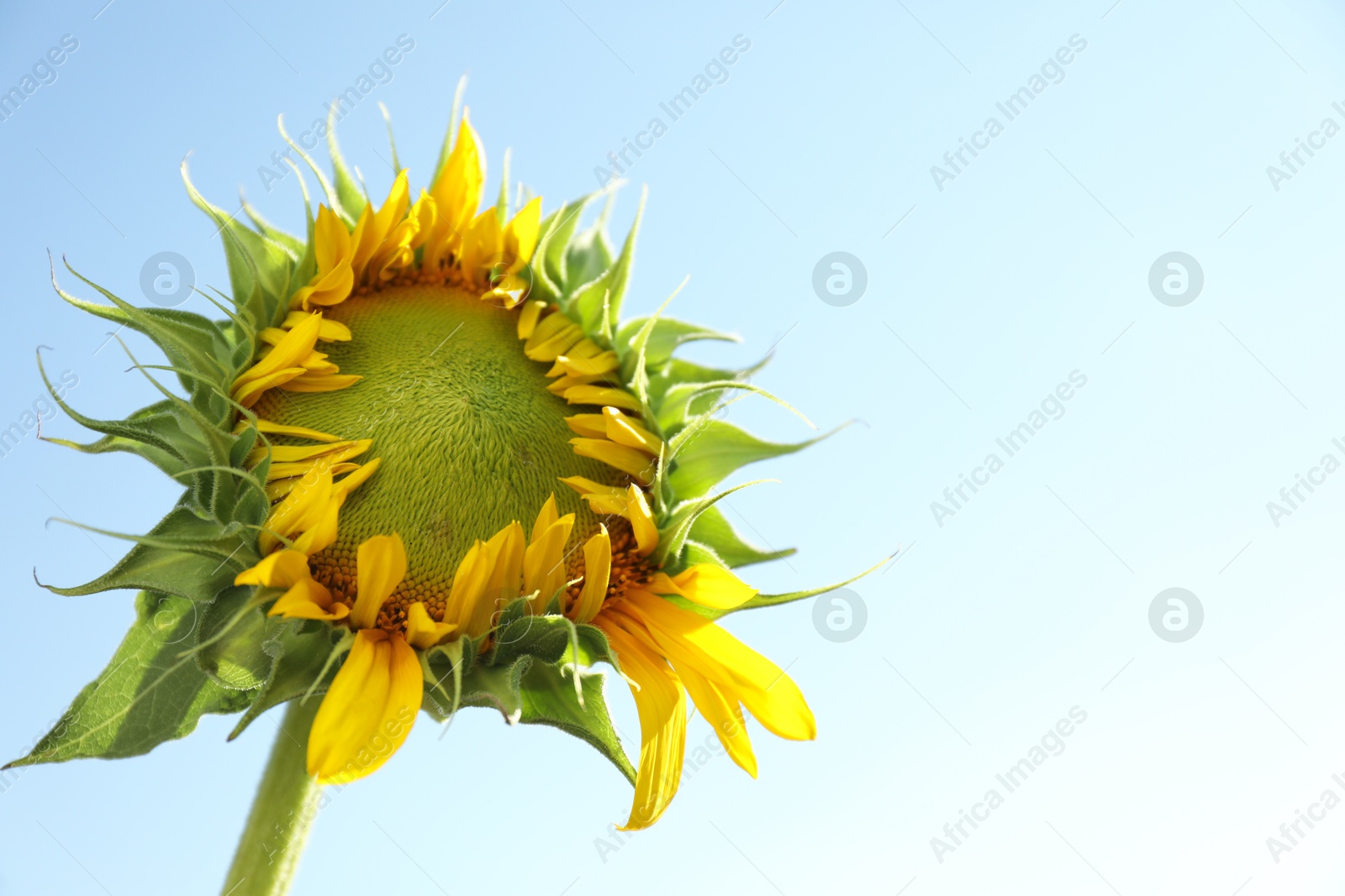 Photo of Beautiful sunflower against blue sky on sunny day. Space for text