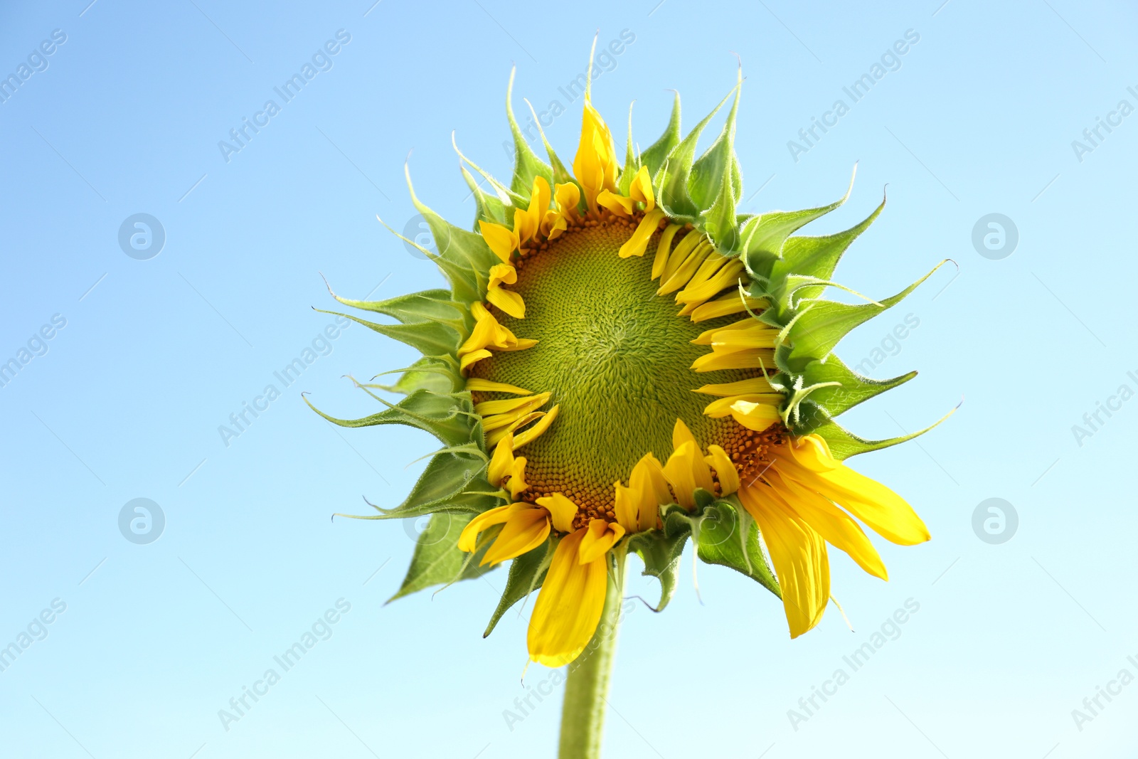 Photo of Beautiful sunflower against blue sky on sunny day