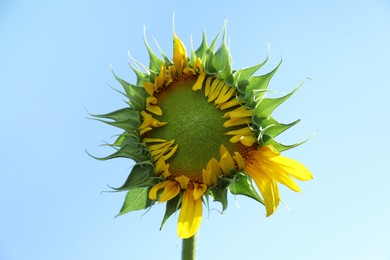 Photo of Beautiful sunflower against blue sky on sunny day