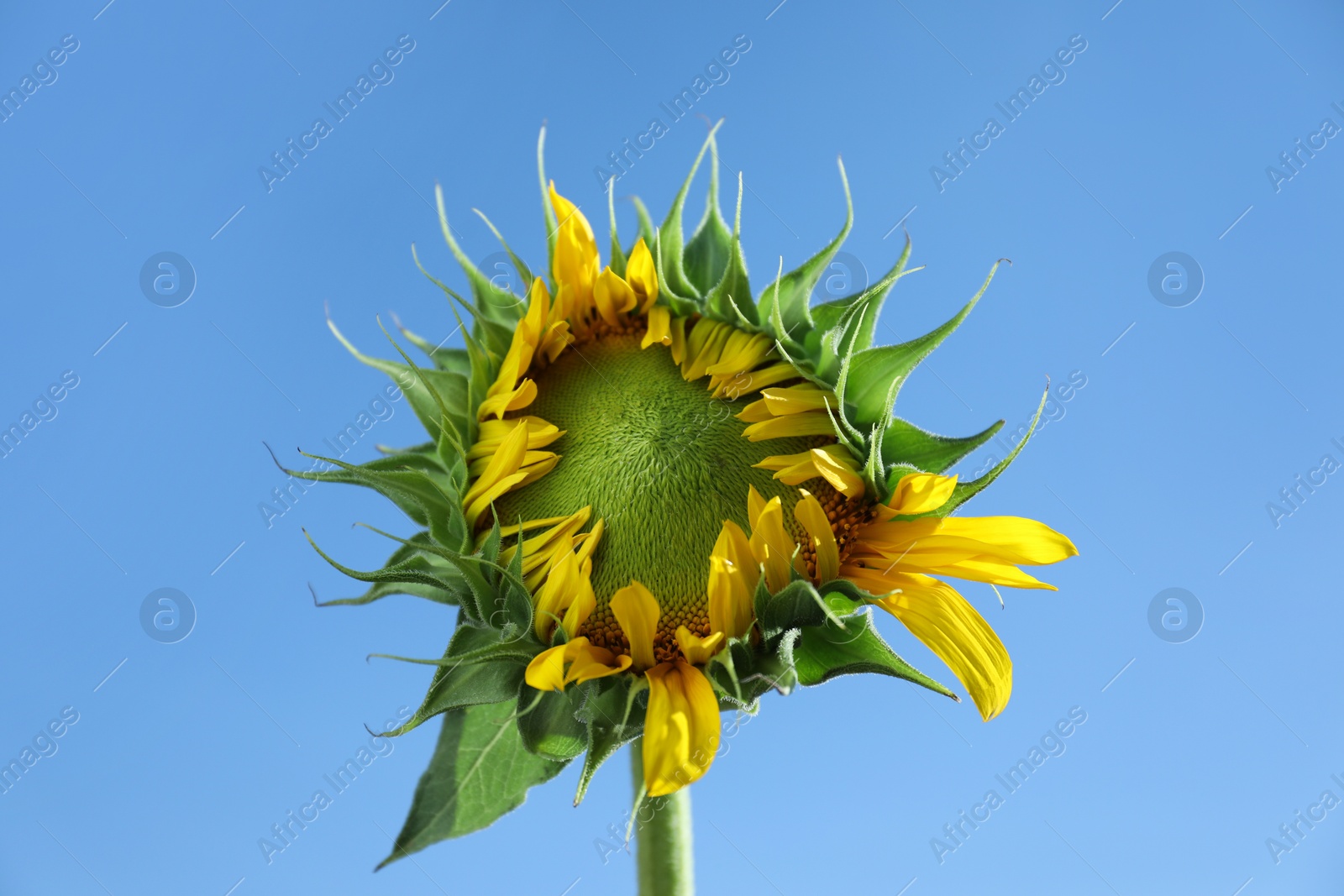 Photo of Beautiful sunflower against blue sky on sunny day