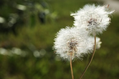 Photo of Closeup view of beautiful white fluffy dandelions outdoors, space for text