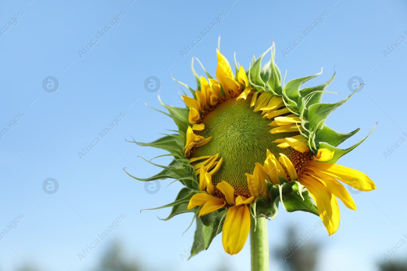 Photo of Beautiful sunflower against blue sky on sunny day. Space for text