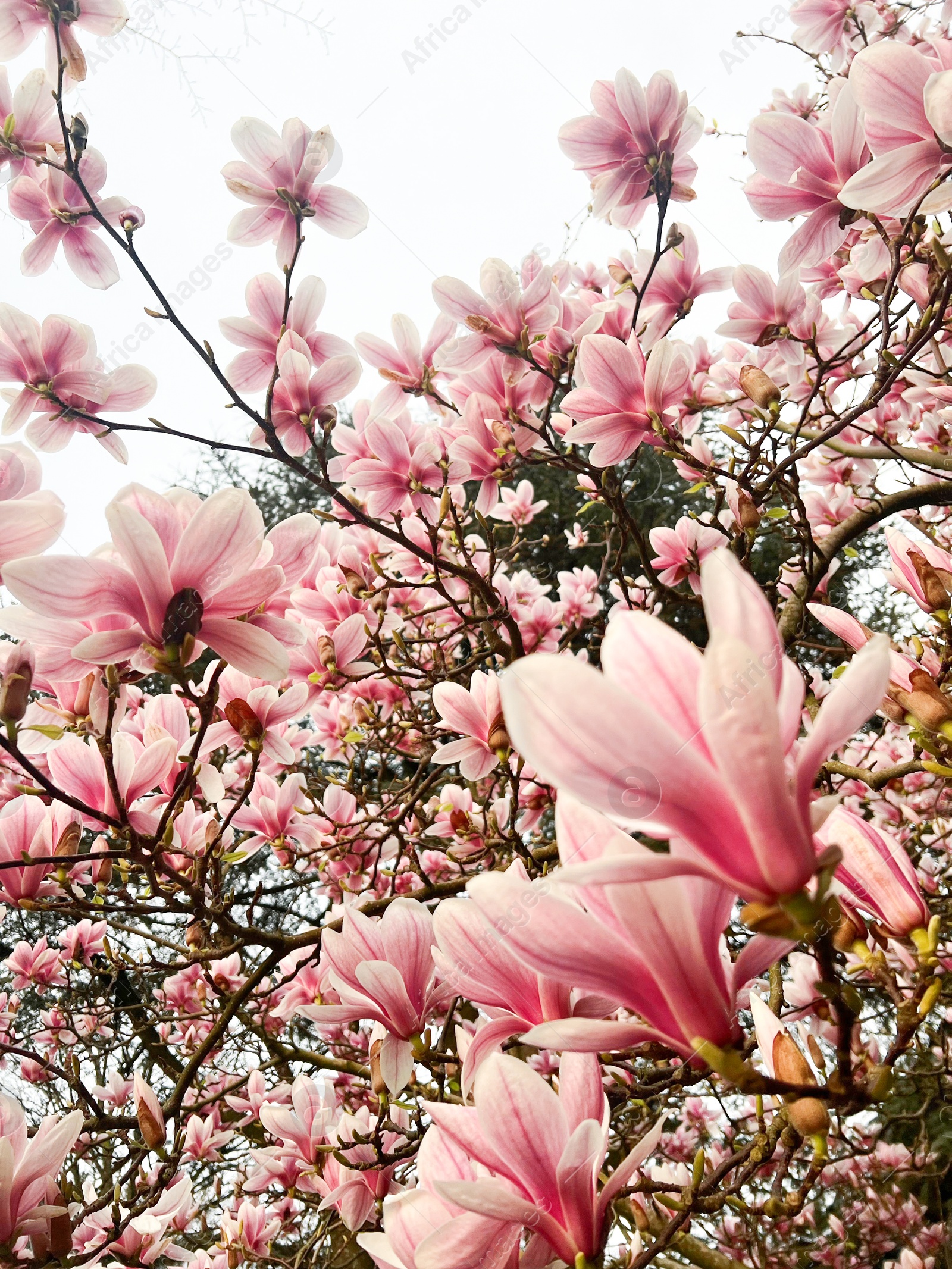 Photo of Beautiful magnolia shrub with pink flowers outdoors, low angle view