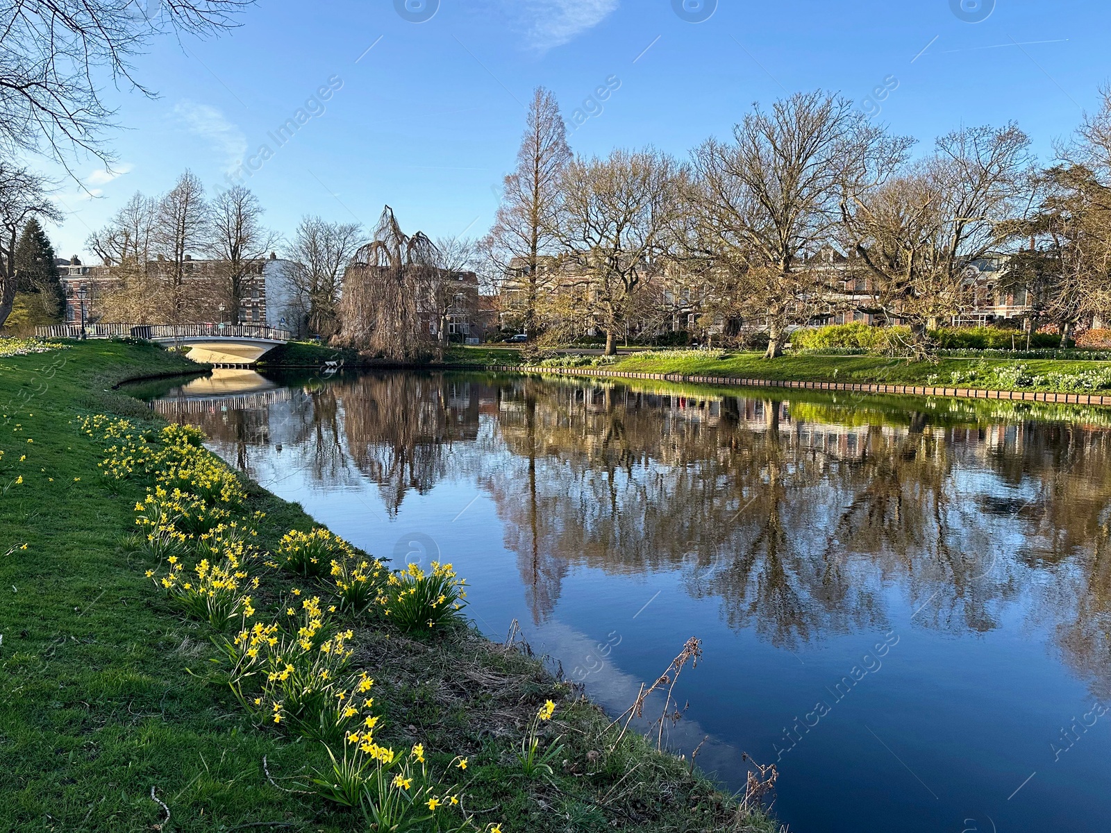 Photo of Scenic view of canal, trees and narcissus flowers under blue sky