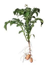 Photo of Potato plant with tubers isolated on white