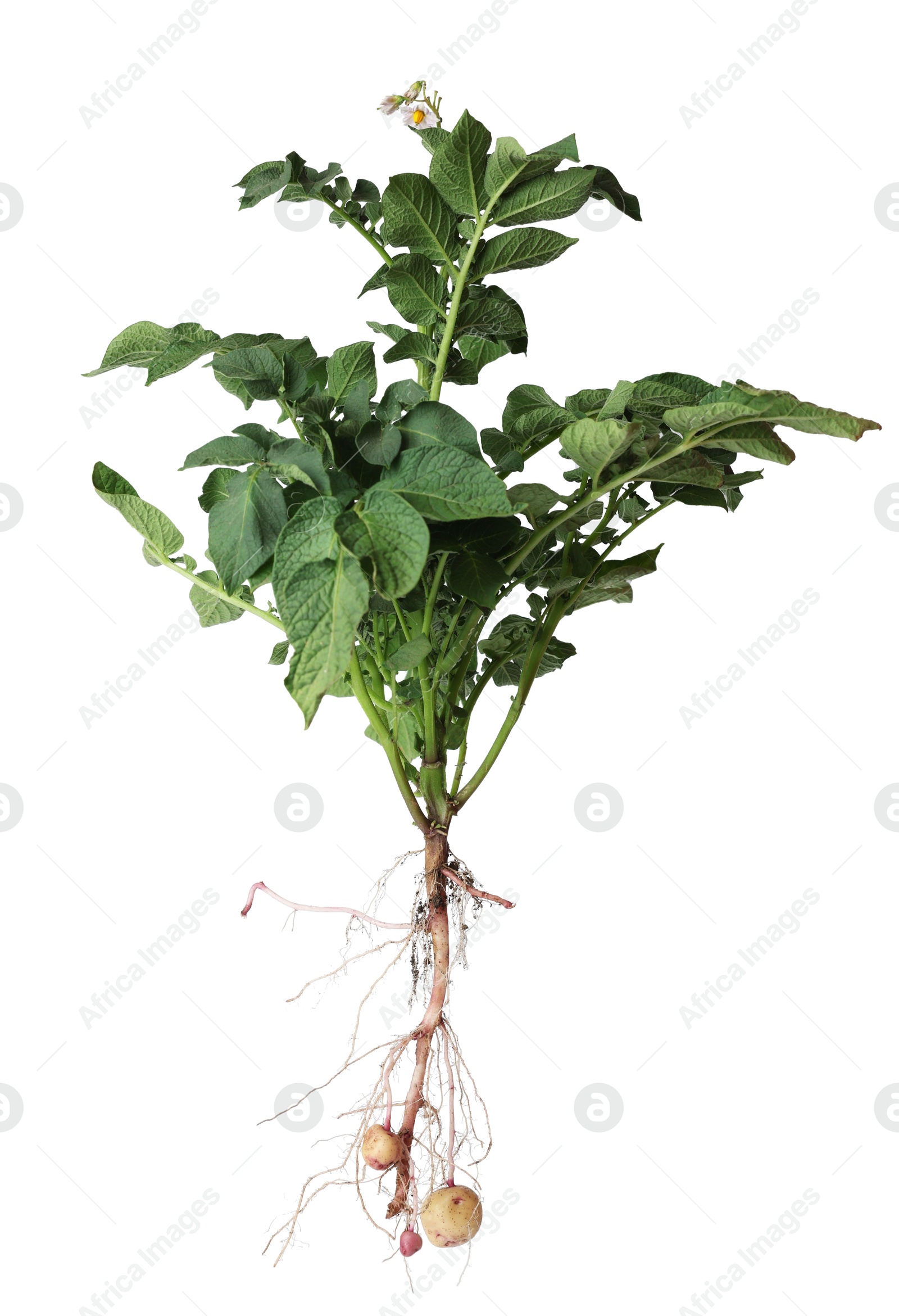 Photo of Potato plant with tubers isolated on white