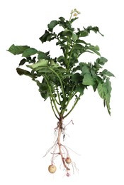 Potato plant with tubers isolated on white