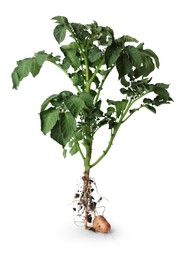 Potato plant with tuber isolated on white