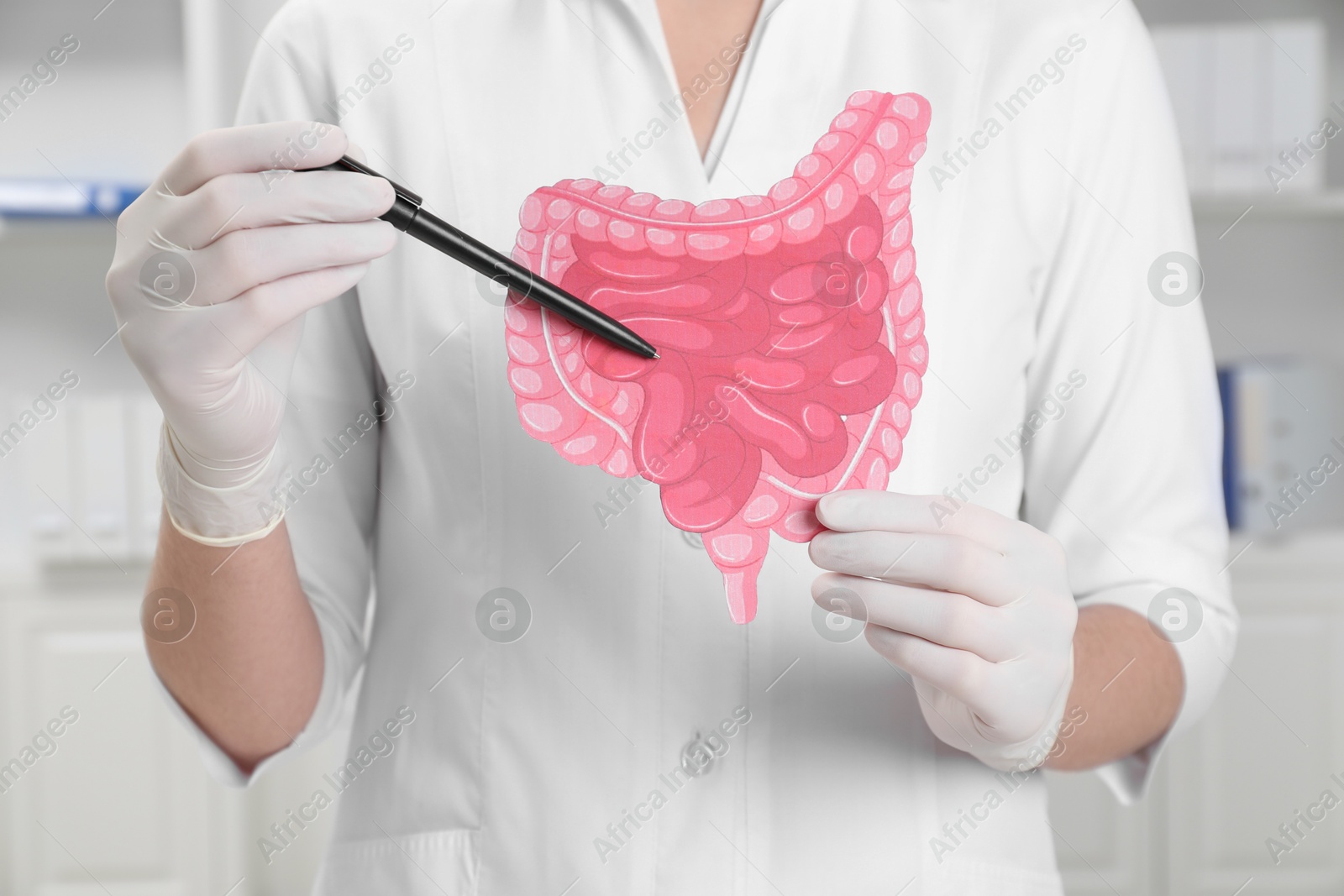 Photo of Doctor showing paper intestine cutout in clinic, closeup