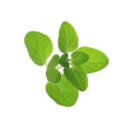 Photo of Sprig of fresh green oregano isolated on white