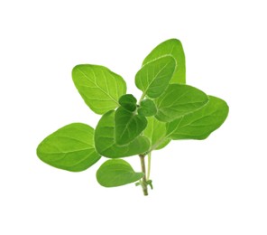 Photo of Sprig of fresh green oregano isolated on white