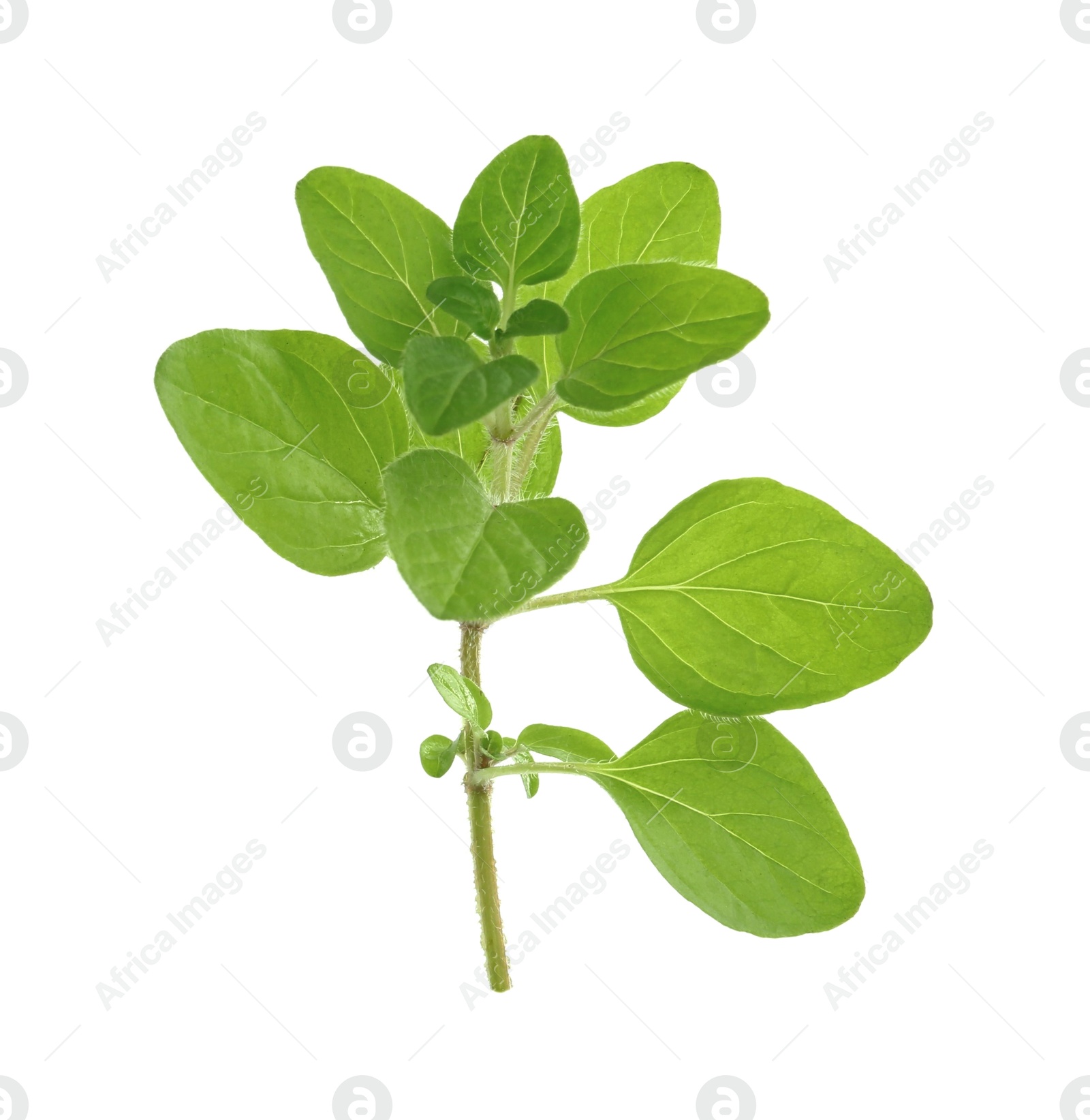 Photo of Sprig of fresh green oregano isolated on white