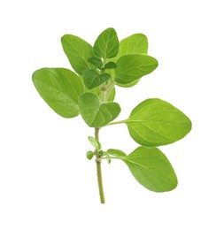 Sprig of fresh green oregano isolated on white