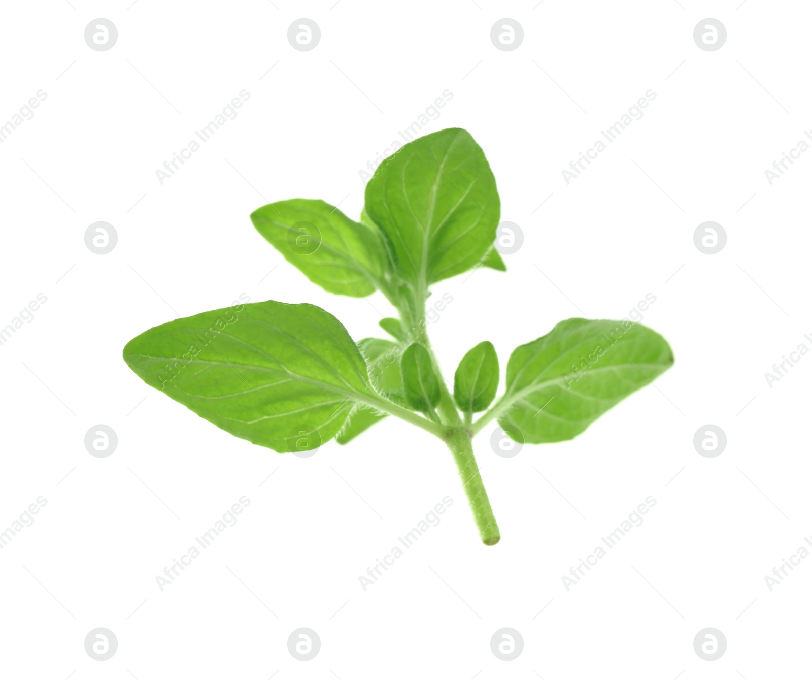 Photo of Sprig of fresh green oregano isolated on white