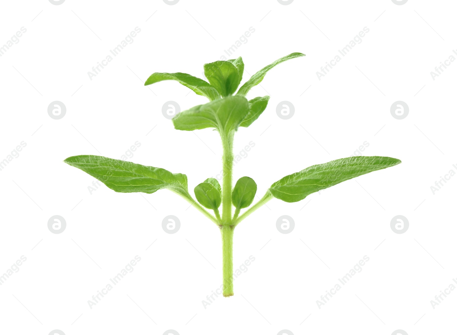 Photo of Sprig of fresh green oregano isolated on white