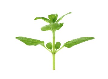 Photo of Sprig of fresh green oregano isolated on white